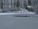 vydra na rybníku Kamenec - leden 2013